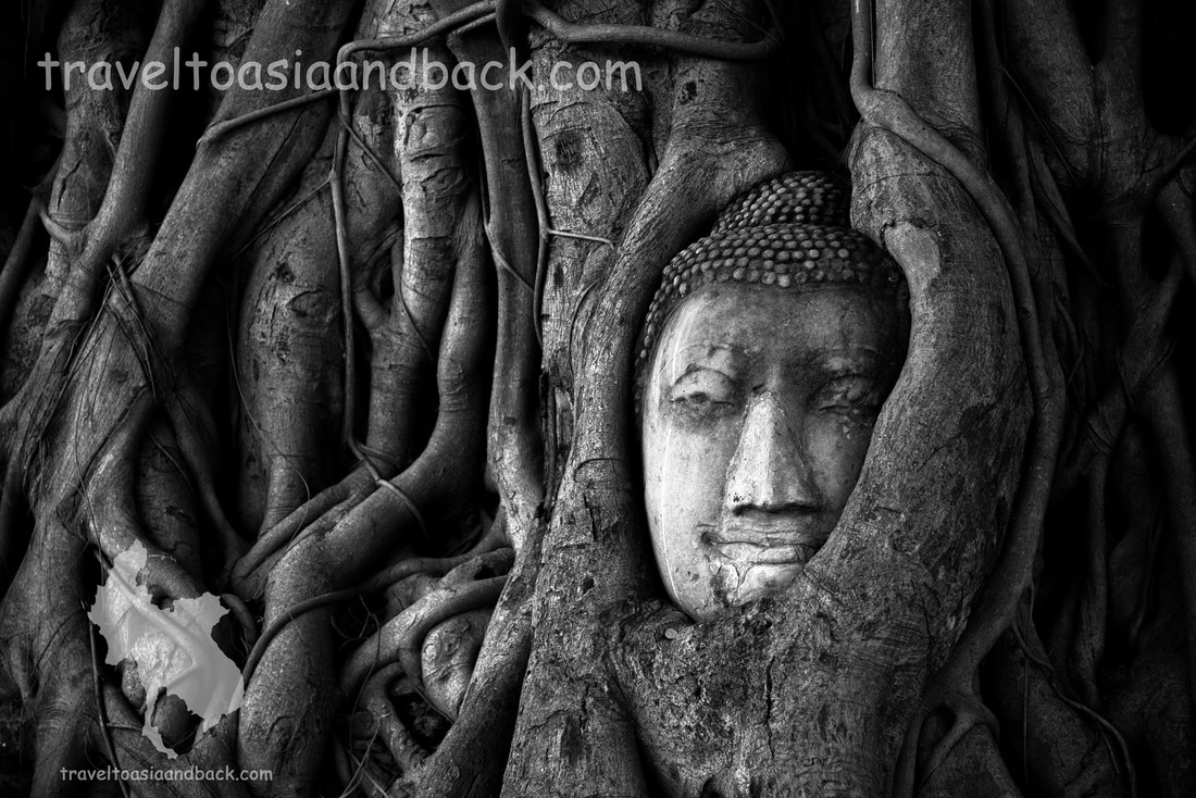 traveltoasiaandback.com - The head from a statue of the Buddha entwined in the roots of a Banyan tree. Wat Mahathat, Ayutthaya, Thailand