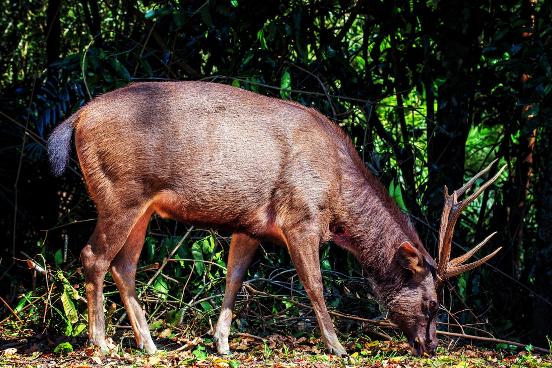 A Samba deer forges for food, Khao Yai National Park, Thailand
