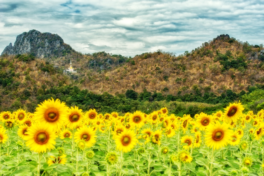 traveltoasiaandback.com - A sunflower field with Khao Jeen Lae in the background, Lopburi, Thailand