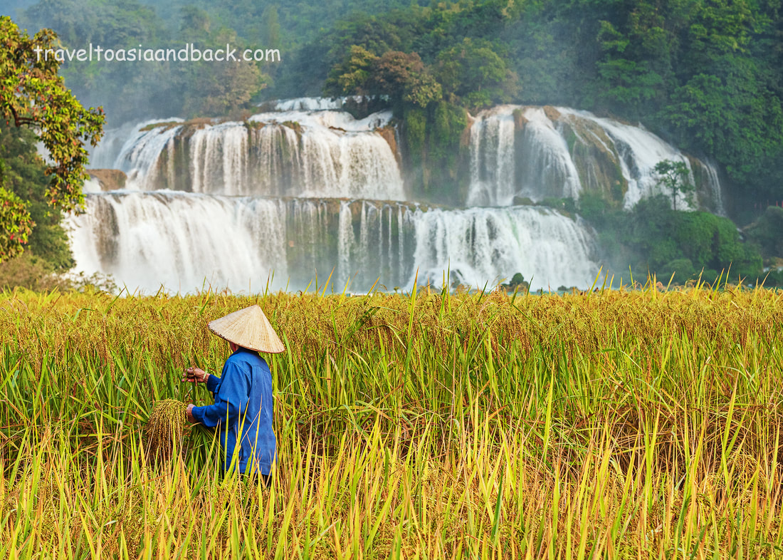 traveltoasiaandback.com - Harvesting sticky rice, Ban Gioc Waterfall, Cao Bang Province 