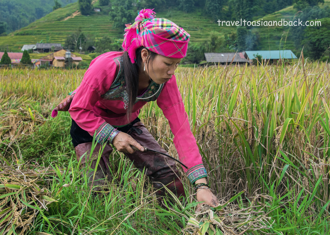traveltoasiaandback.com - A Hmong woman harvests rice in Lao Chai Village,  Sa Pa, Lao Cai Province, Vietnam