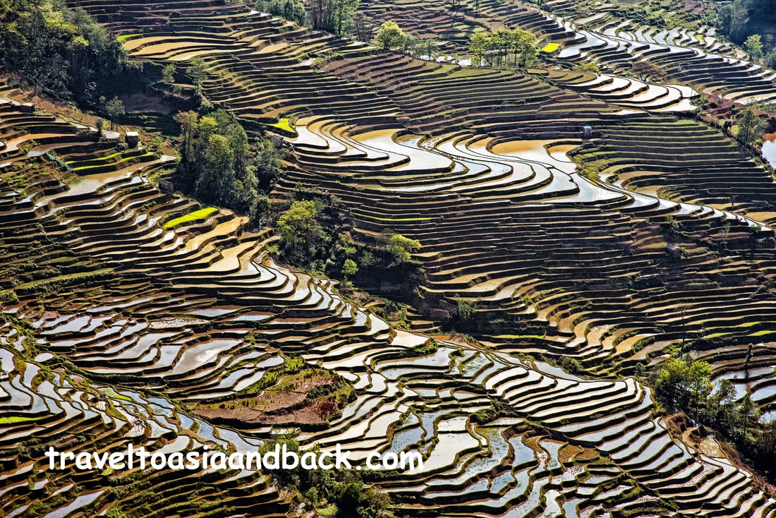 Bada rice terraces, Yuanyang County, Yunnan Province, China