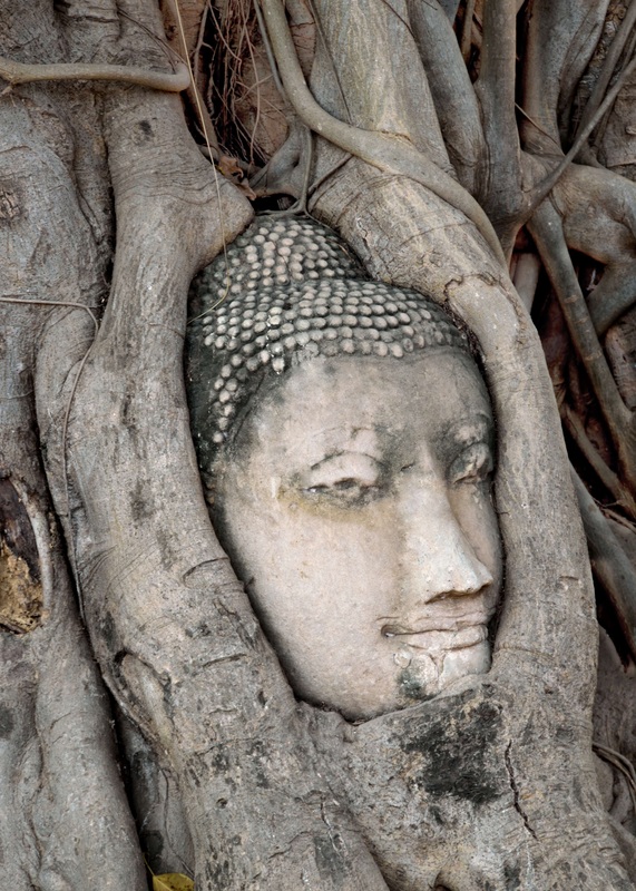 Buddha head Ayuttaya Thailand 