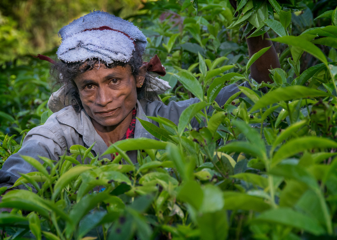 Tea plantation, Ella Sri Lanka