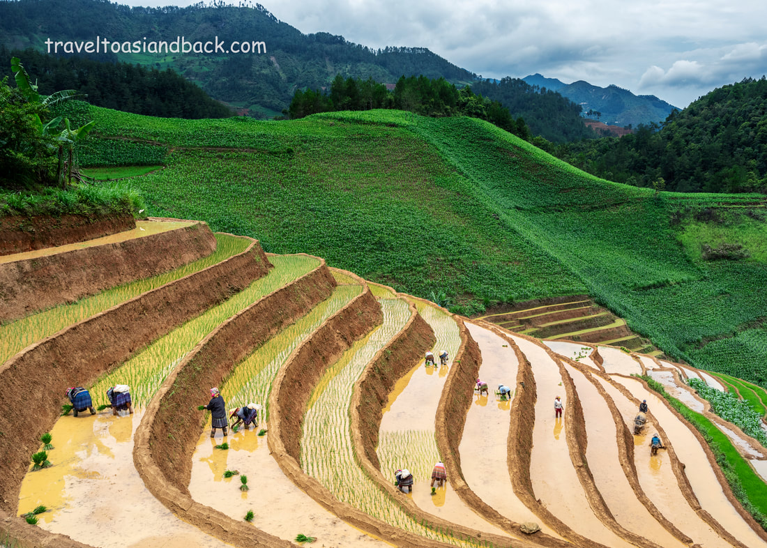 traveltoasiaandback.com - Rice planting. La Pan Tan, Mu Cang Chi, Yen Bai Province