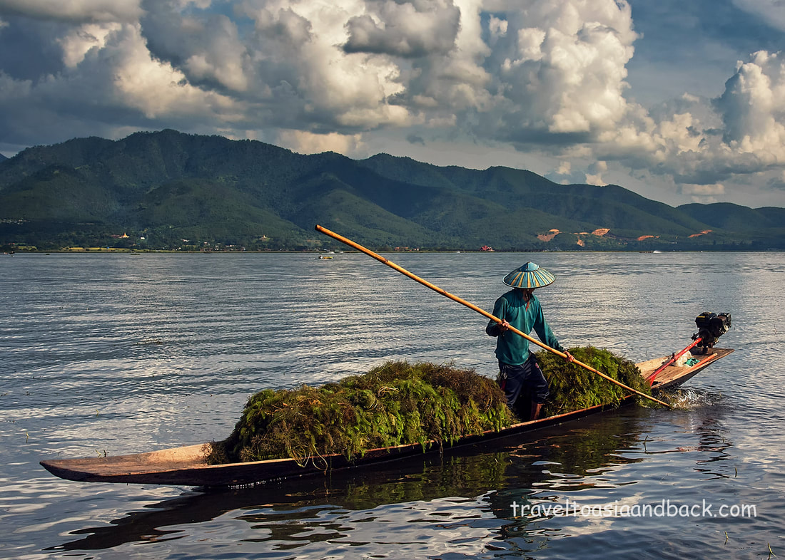 traveltoasiaandback.com - Collecting aquatic weed  for organic farming in the floating gardens, Inle Lake, Shan State, Myanmar