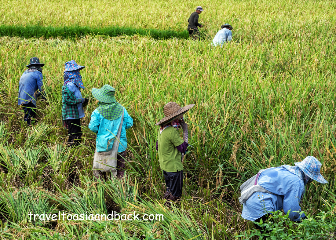 traveltoasiaandback.com - Harvesting rice, Chiang Rai Province, Thailand