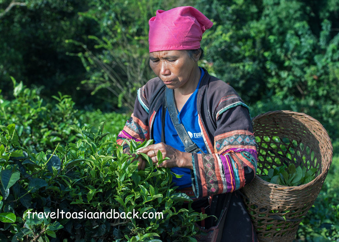 travelltoasiaandback.com - Picking tea leaves, Mae Salong, Chiang Rai Province, Thailand