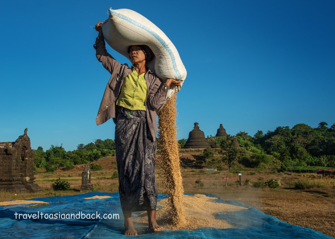 traveltoasiaandback.com -   Rice harvest, Mrauk-U, Rakhine State, Myanmar