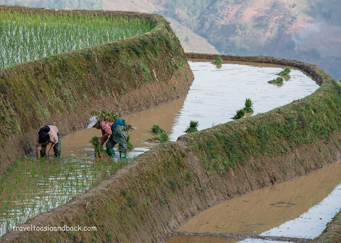 Planting rice in the Hani rice terraces of Yuanyang County, Yunnan Province, China