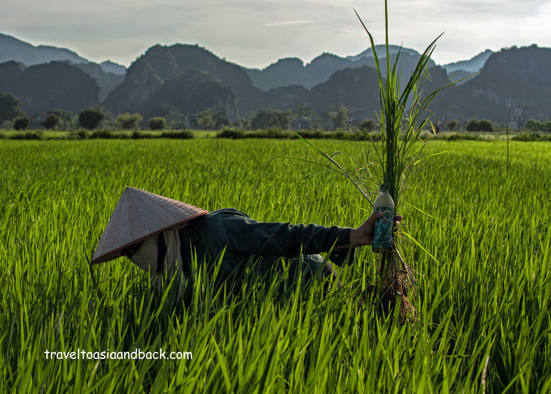 traveltoasiaandback.com - Rice paddy fields and karst limestone hillocks, Ninh Binh Province, Vietnam