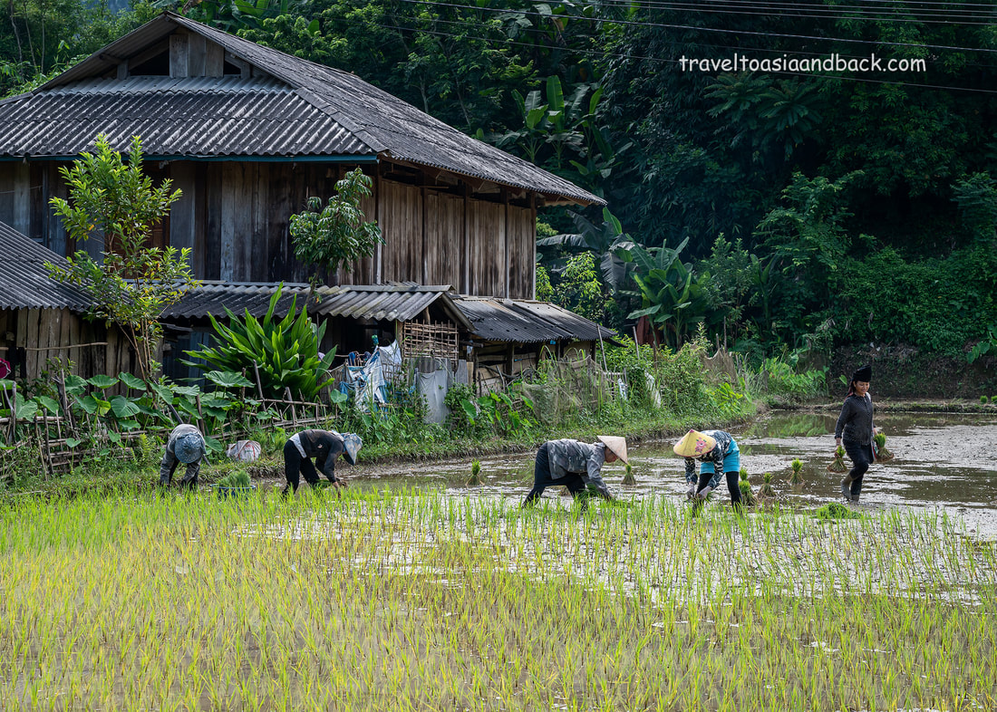 traveltoasiaandback.com - Black Thai (Thái Đen, Tai Dam) People planting rice in Son La Province